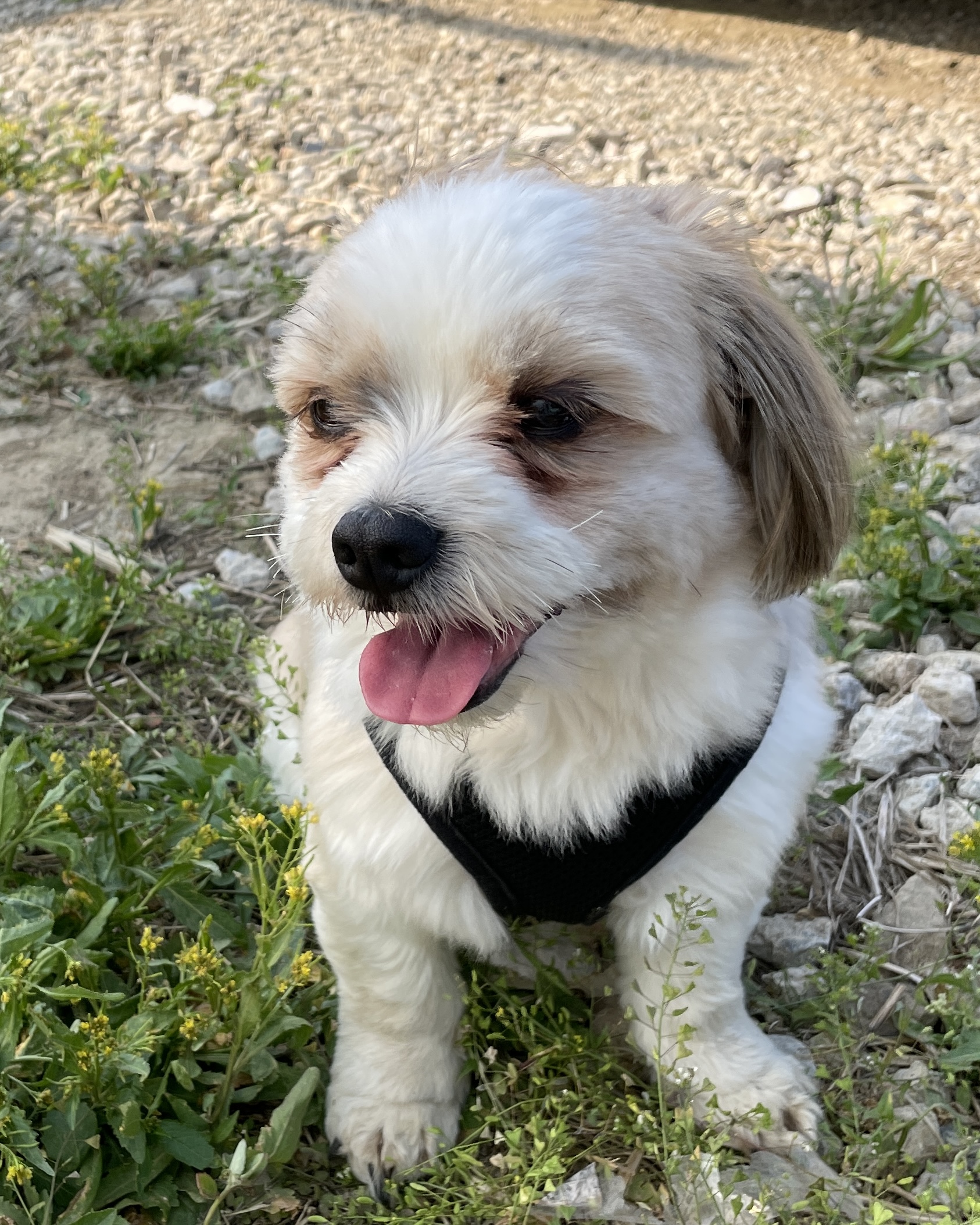 Cute dog wrapped in blue blanket